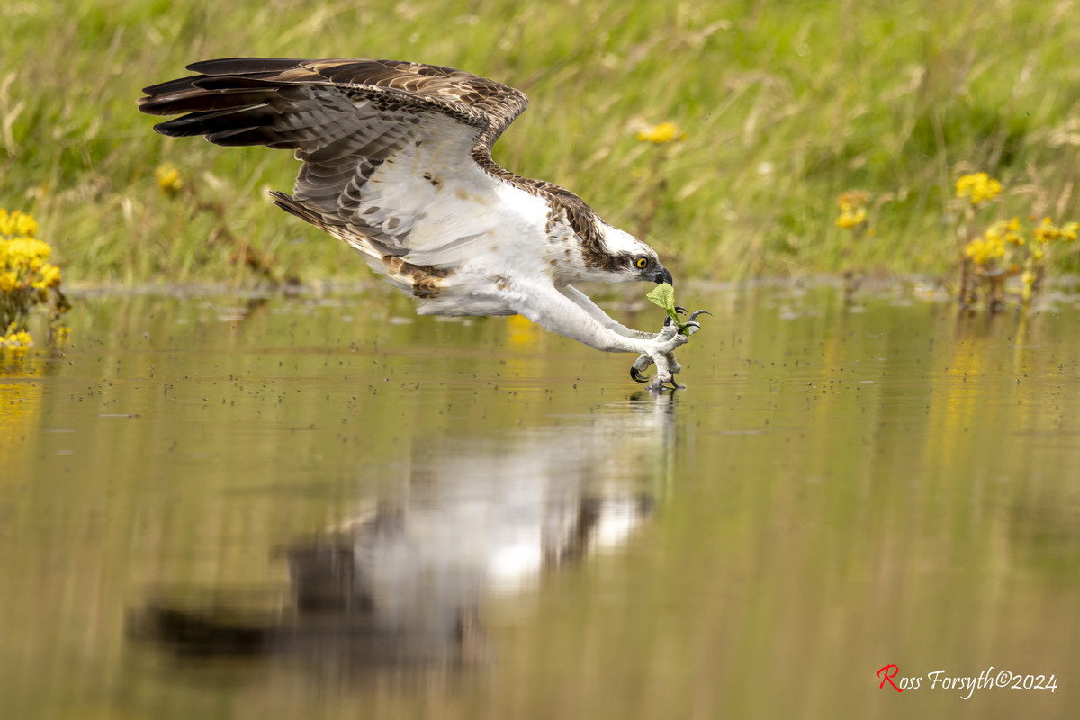 20240727-_5RF8716-CR3