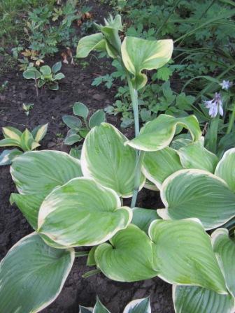 Копия IMG_2161