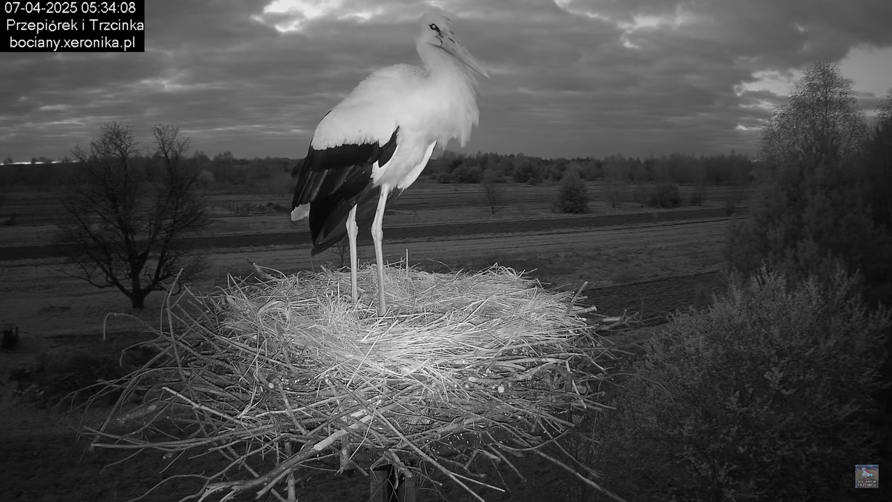 07042025bocian (4)