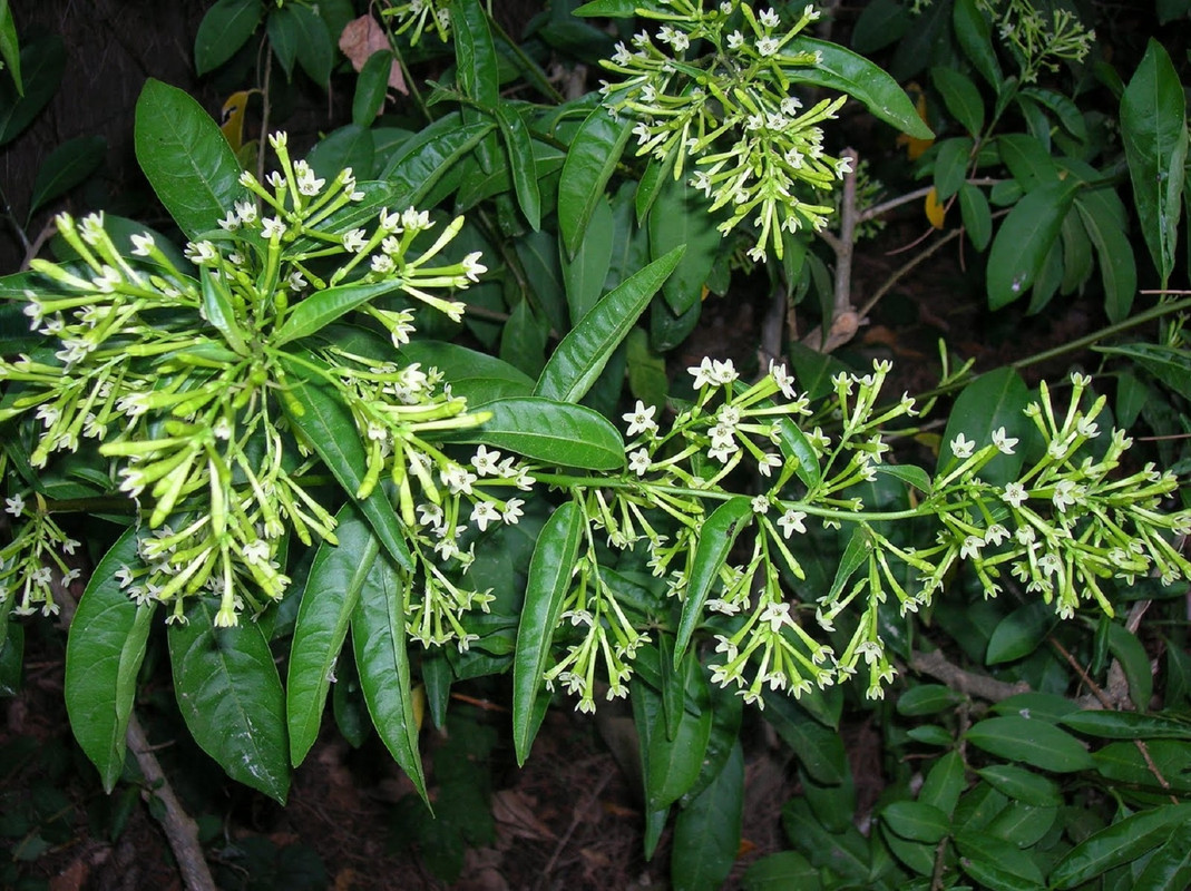 ¿Cómo se cuida la planta huele de noche? Conoce donde ponerla para que florezca