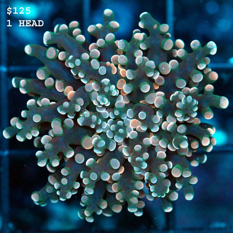 IMG_7306_1024x1024@2x