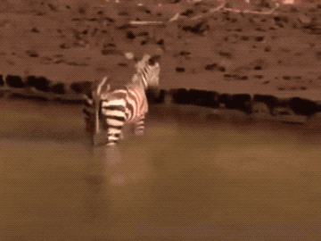 GIFs-12