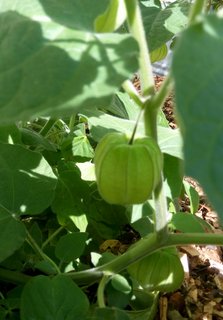 Cape Gooseberry fruit