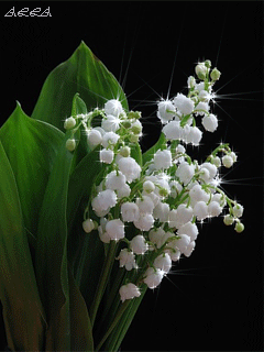 D8-E53-A84-4294-4-DA7-BD2-E-4-DB965509-A63