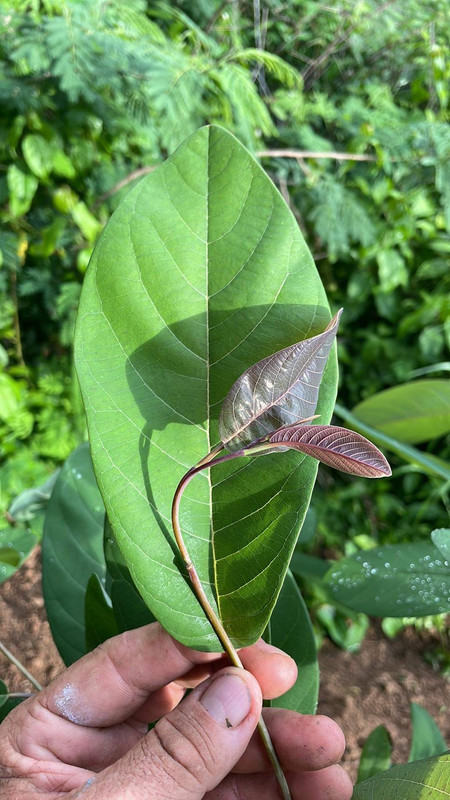 FF1E13C2-F15A-4898-80E1-394BD06CC716