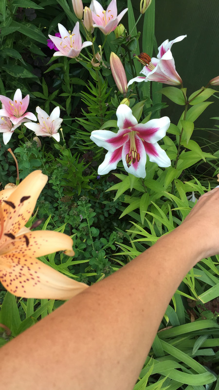 A50EE1FC-5F8D-4DFB-BE65-8EAFC7BB2079