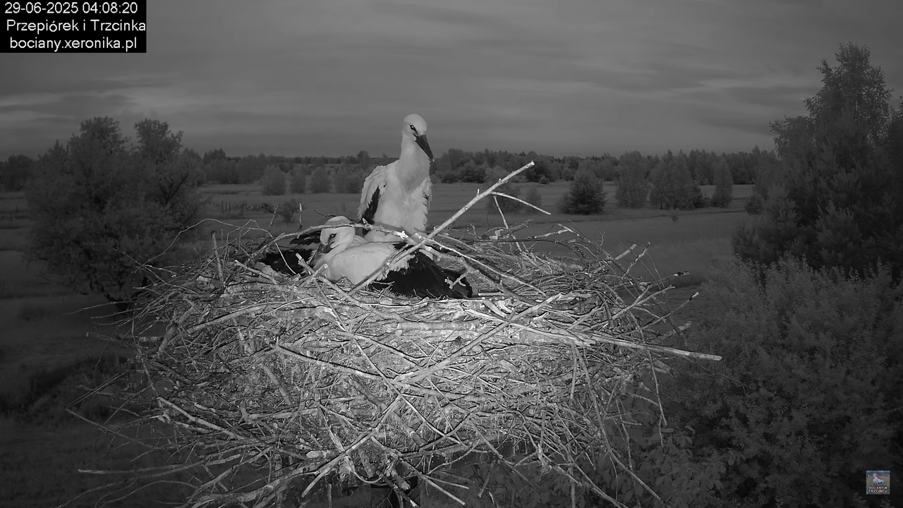 29062025bociany2