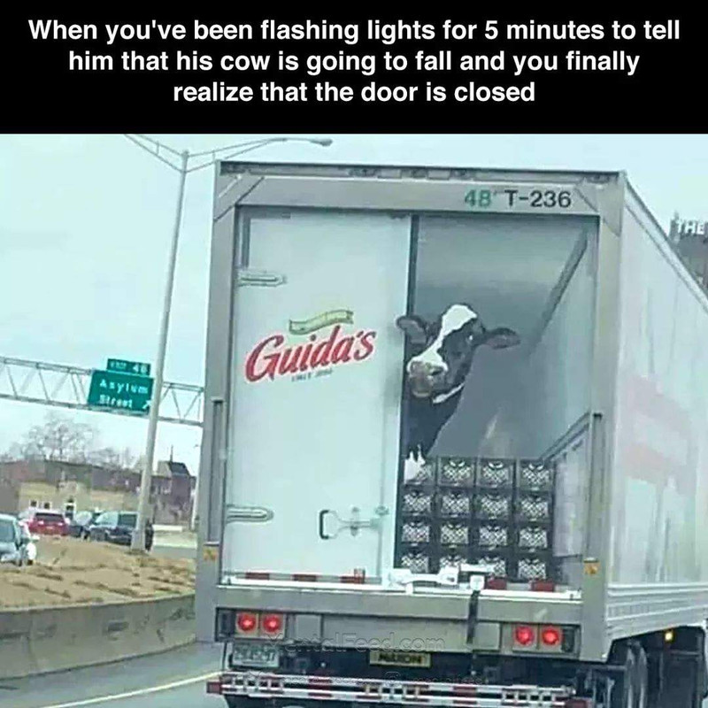 Cow.jpg