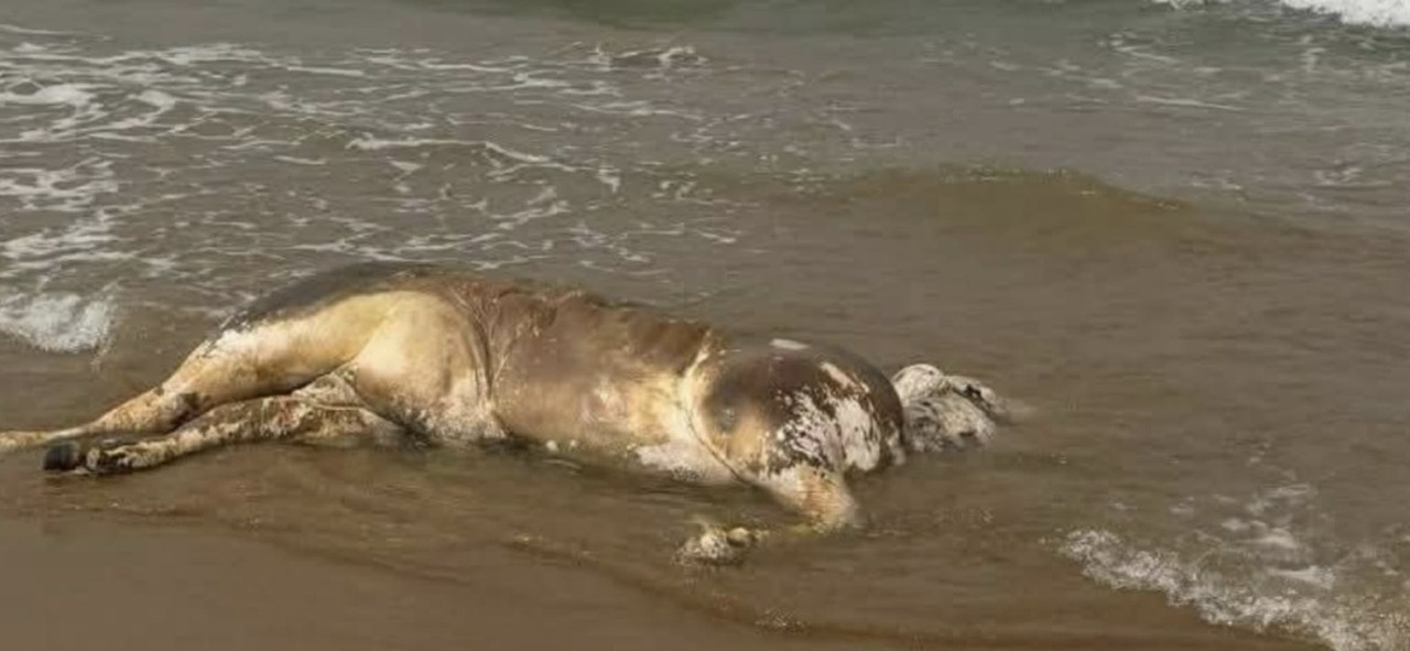 665259427-1300991155284039-6049899921415015483-n