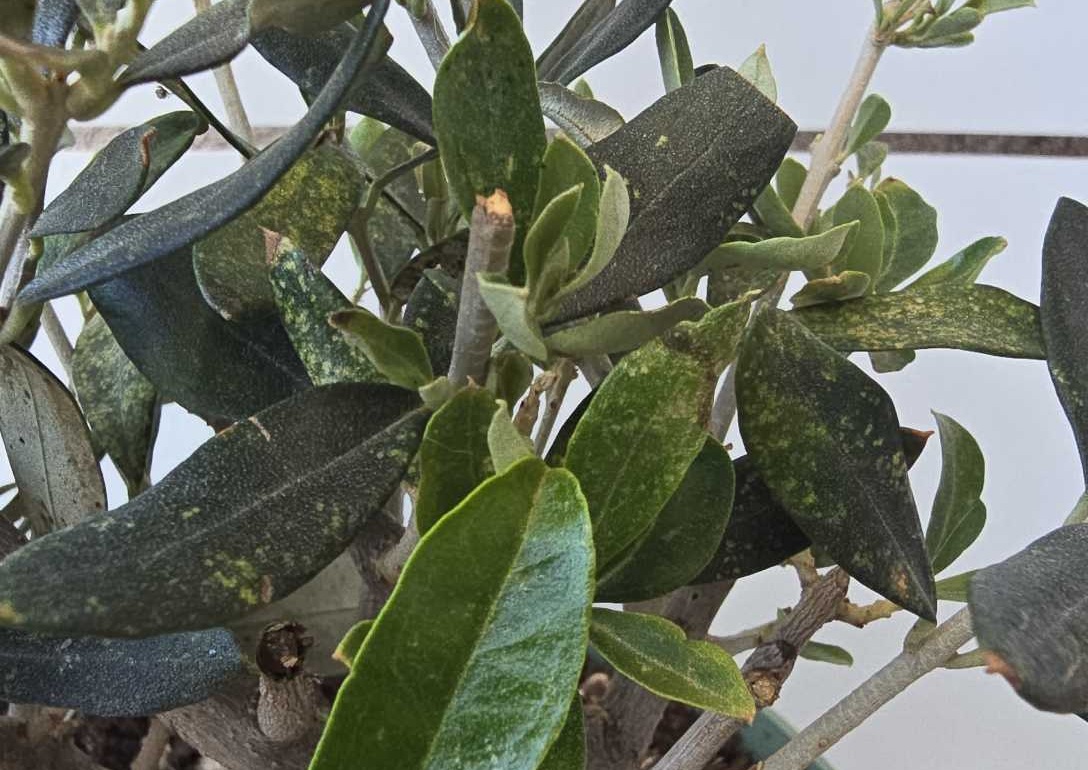 viber_изображение_2025-06-13_19-40-55-042