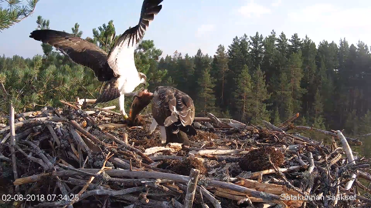 Satakunnan sääkset (Osprey Cam in Finland) - #sääksilive 2-28-59