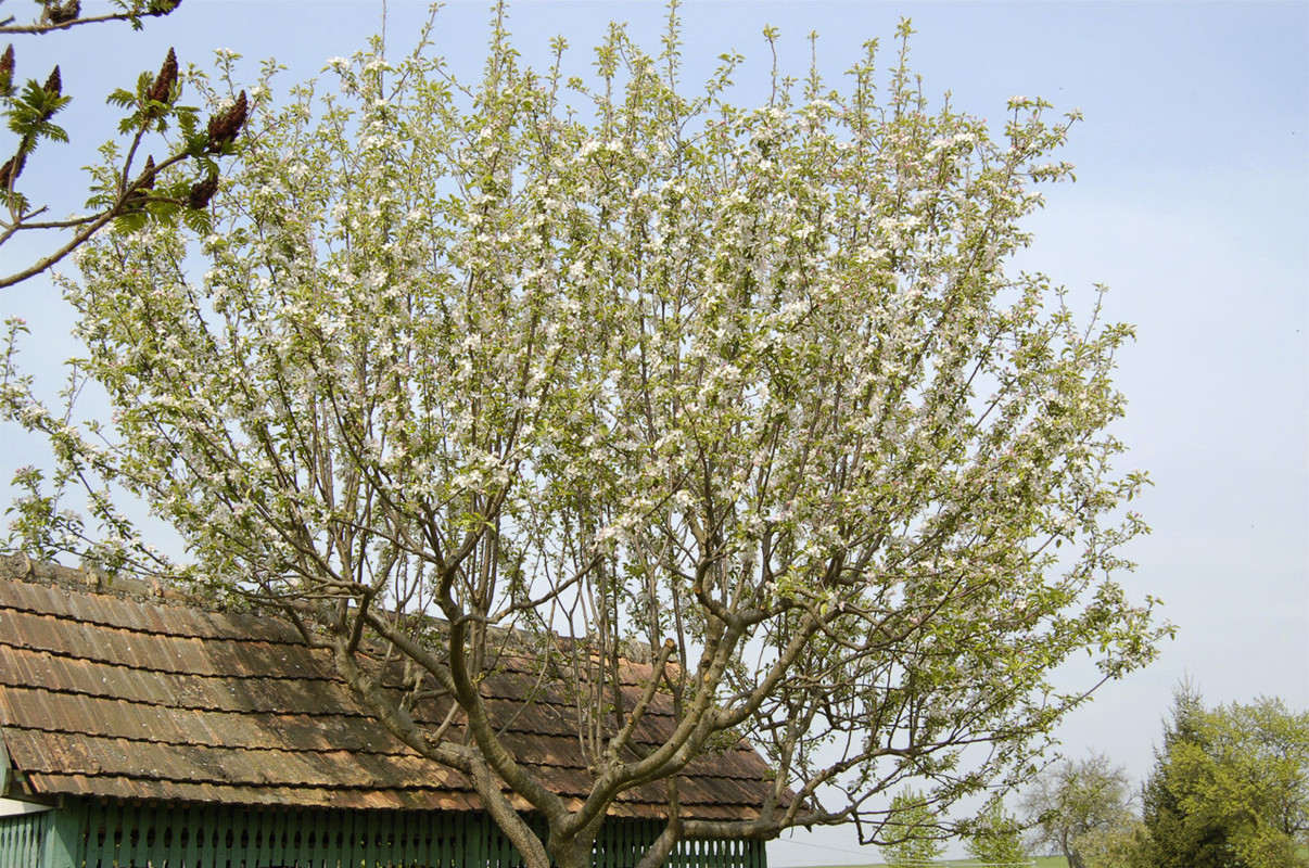 Apfelbaumblüte