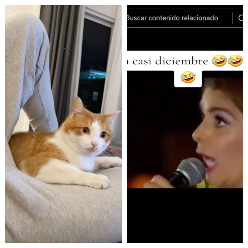 Gatitos reaccionan a 