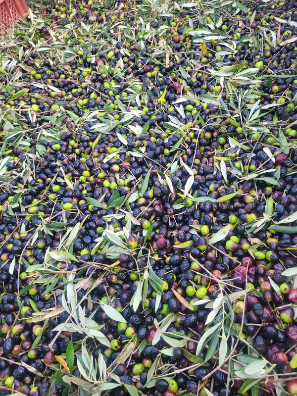 Seguimiento evolución finca secano en Santa Bárbara (Tarragona) Ytlsxza