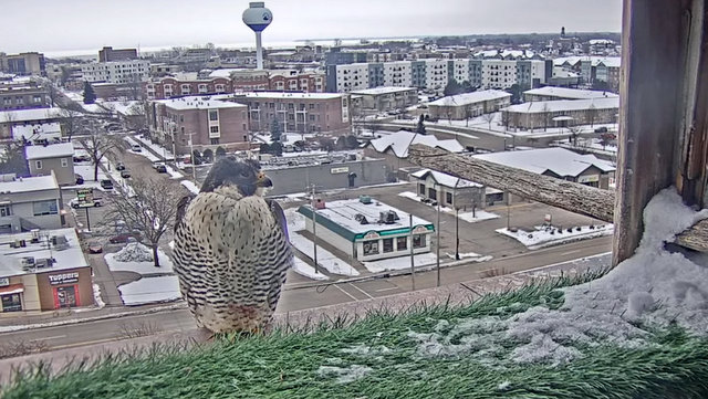 UW Oshkosh Peregrine Przechwytywanie-w-trybie-pe-noekranowym-21-01-2023-192225