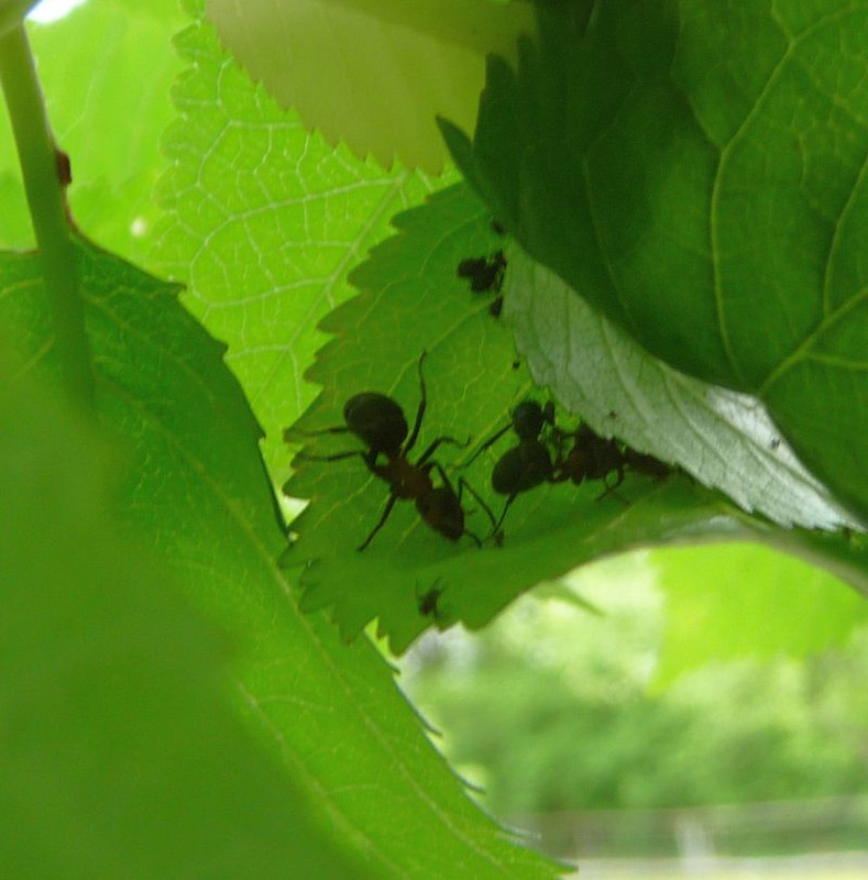 Wood-ant-cattle2.jpg