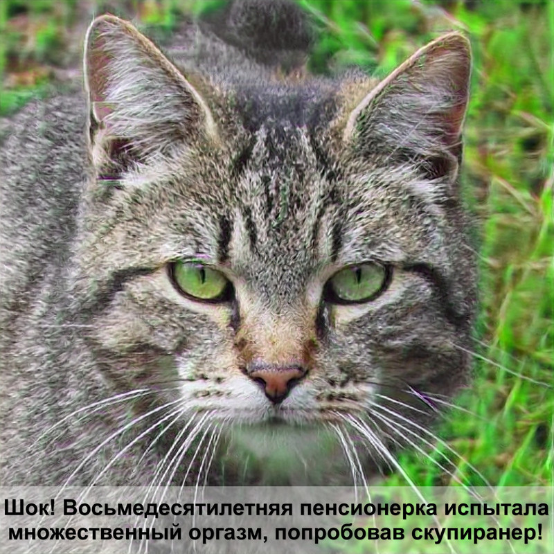 тайская кошка окрас табби