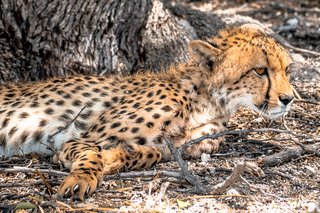 Botswana y Cataratas Victoria: la esencia de África y maravilla natural - Blogs de Botswana - Central Kalahari Game Reserve, Naxai Pan y vuelta anticipada a Maun. (1)