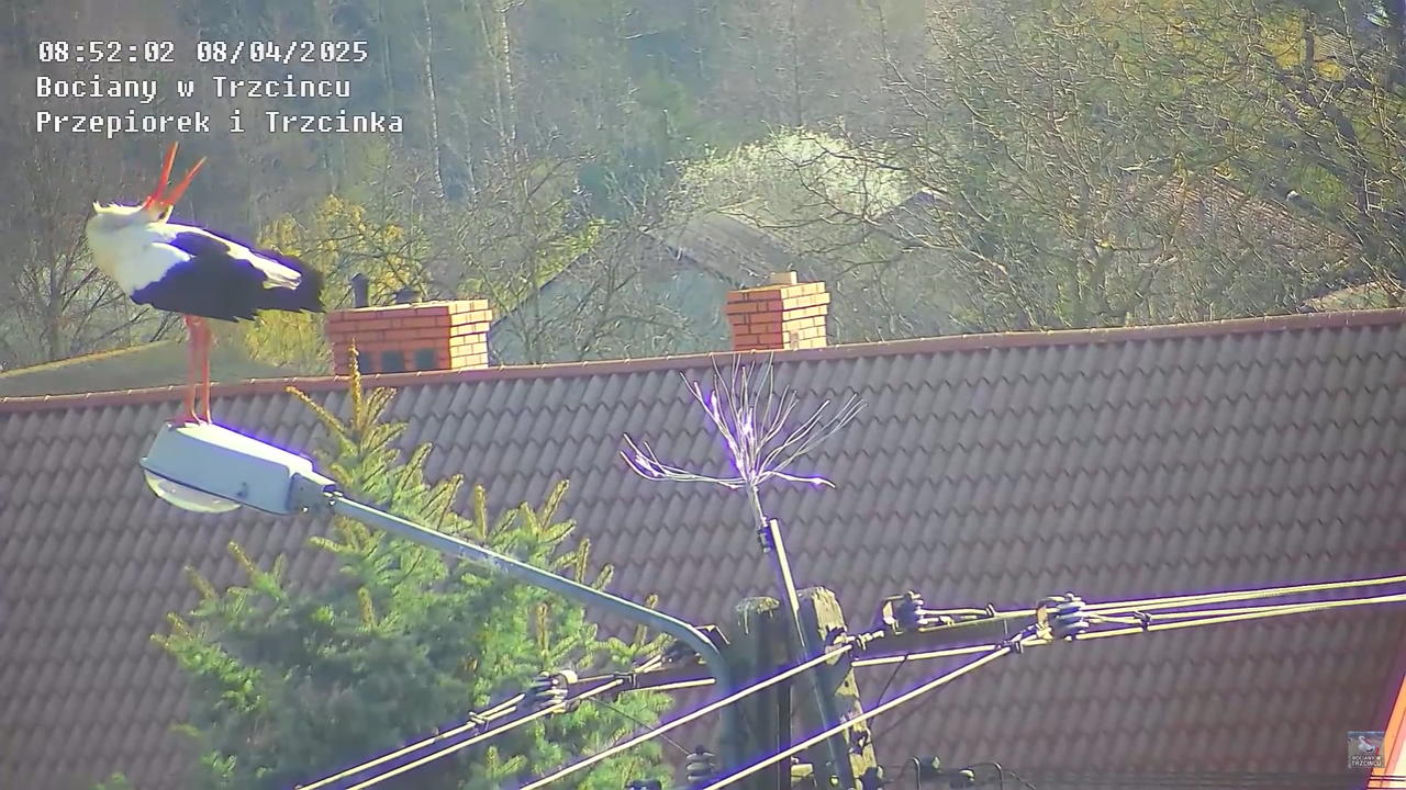 08042025bociannalatarni_22