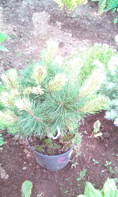 сосна Саншайн 0