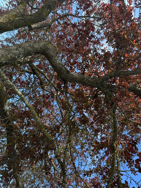 IMG 0739 Copy