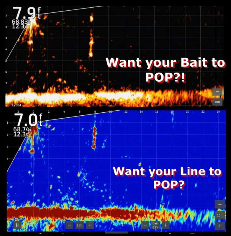 Bait pop(new video)  Tennessee Hunting & Fishing Forum