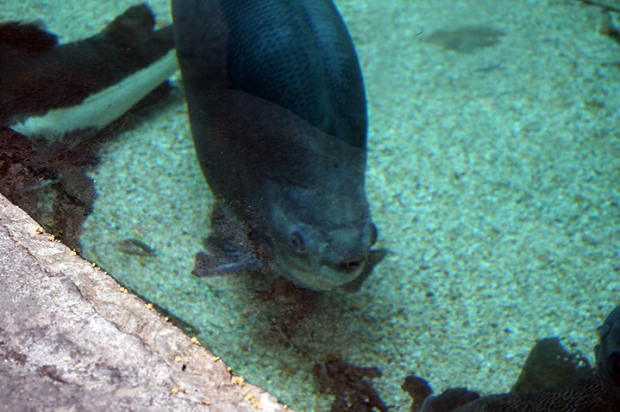 Pacu, ikan dengan gigi mirip manusia.