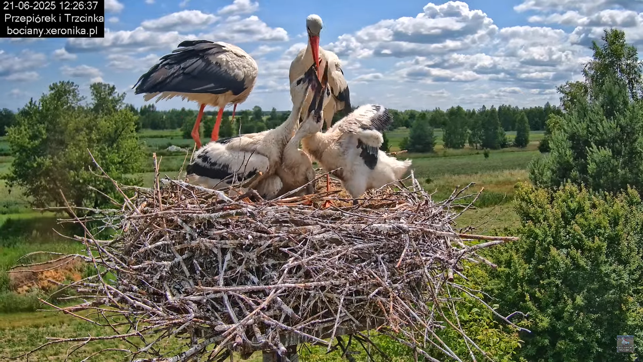 21062025bociany20