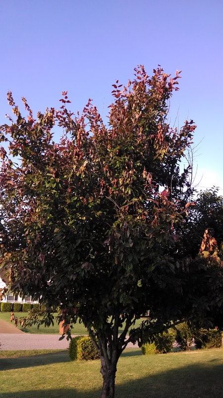 IMG_20140522_064913187