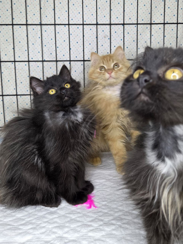 Нафаня, Шуша и Плюша