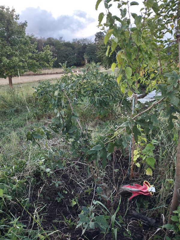 Nigra_IMG_20250914_183856351