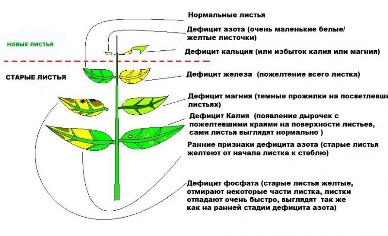 Недостаток микро- и макроэлементов как его заметить и чем заполнить недостаток