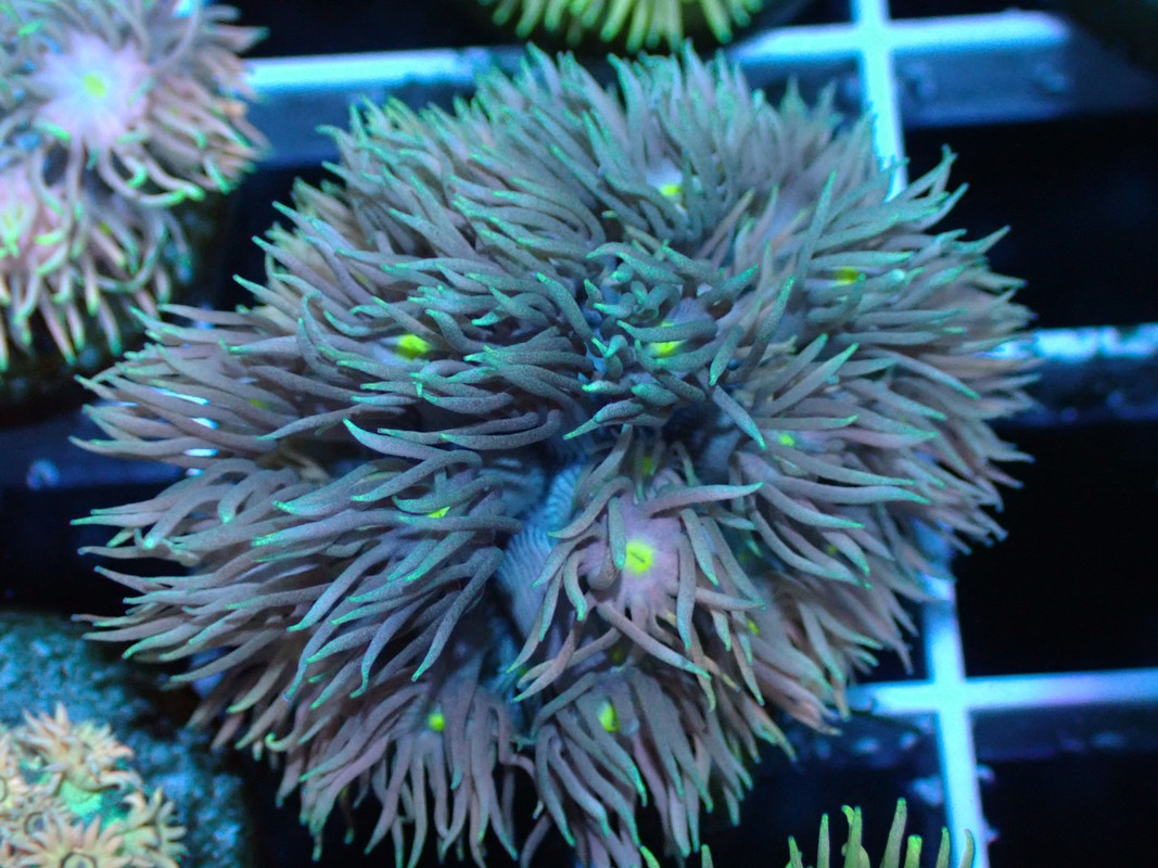 BROAQUA 布魯水族 珊瑚水族零售_照片_20240320_21