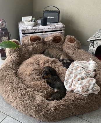 [Image: 526-B585-E-8-F13-4-D46-AF48-ABA35-F320-E31.jpg]