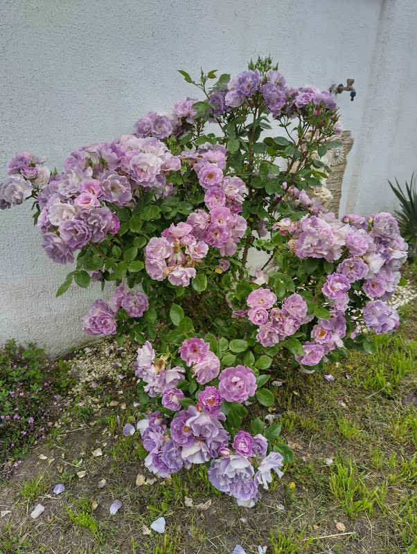 IMG_20230527_092956_HDR