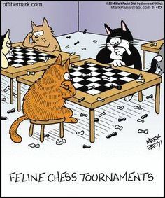 Cat Humor #8