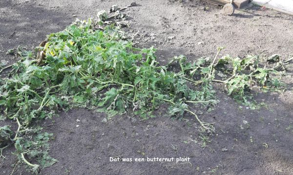 butternutplant