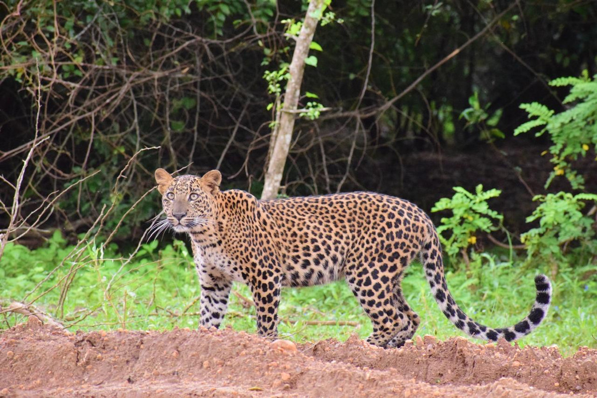 Wilpattu