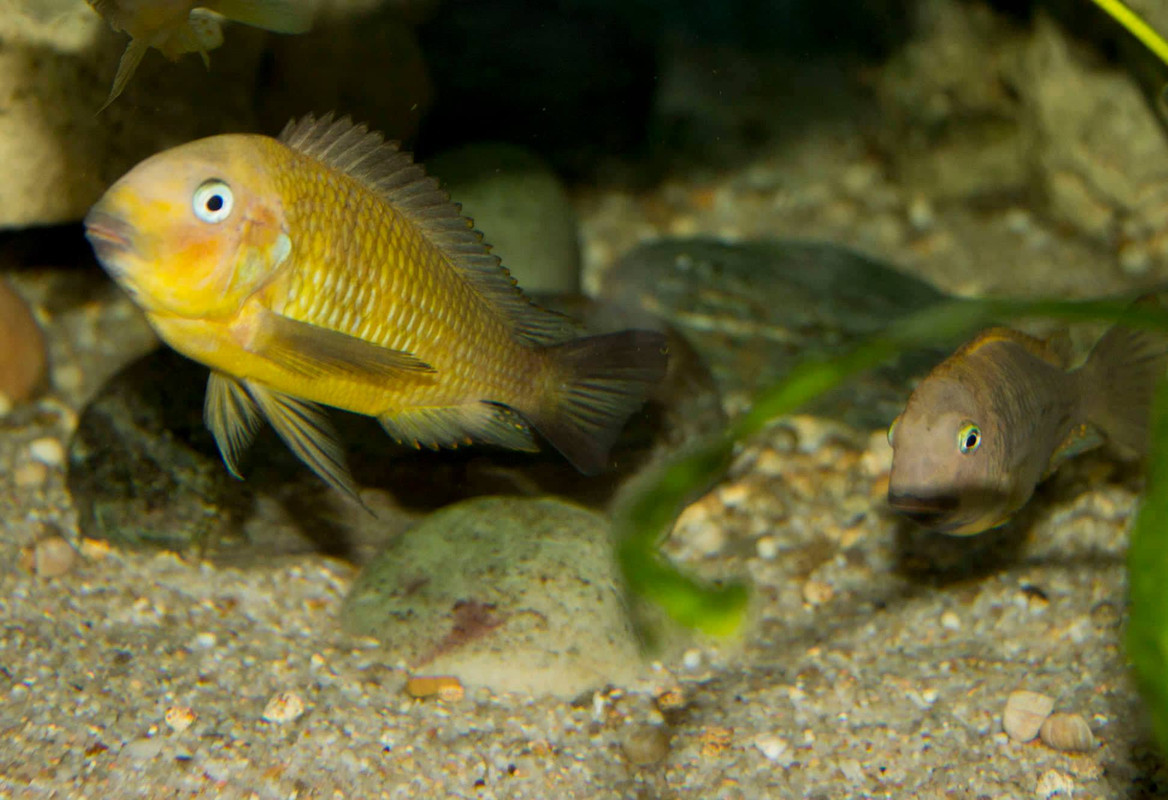 43541431_1899260233505495_8167207503952609280_n