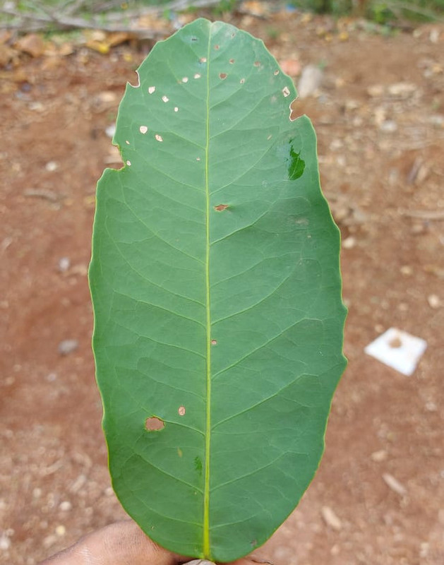 Hoja Publicar