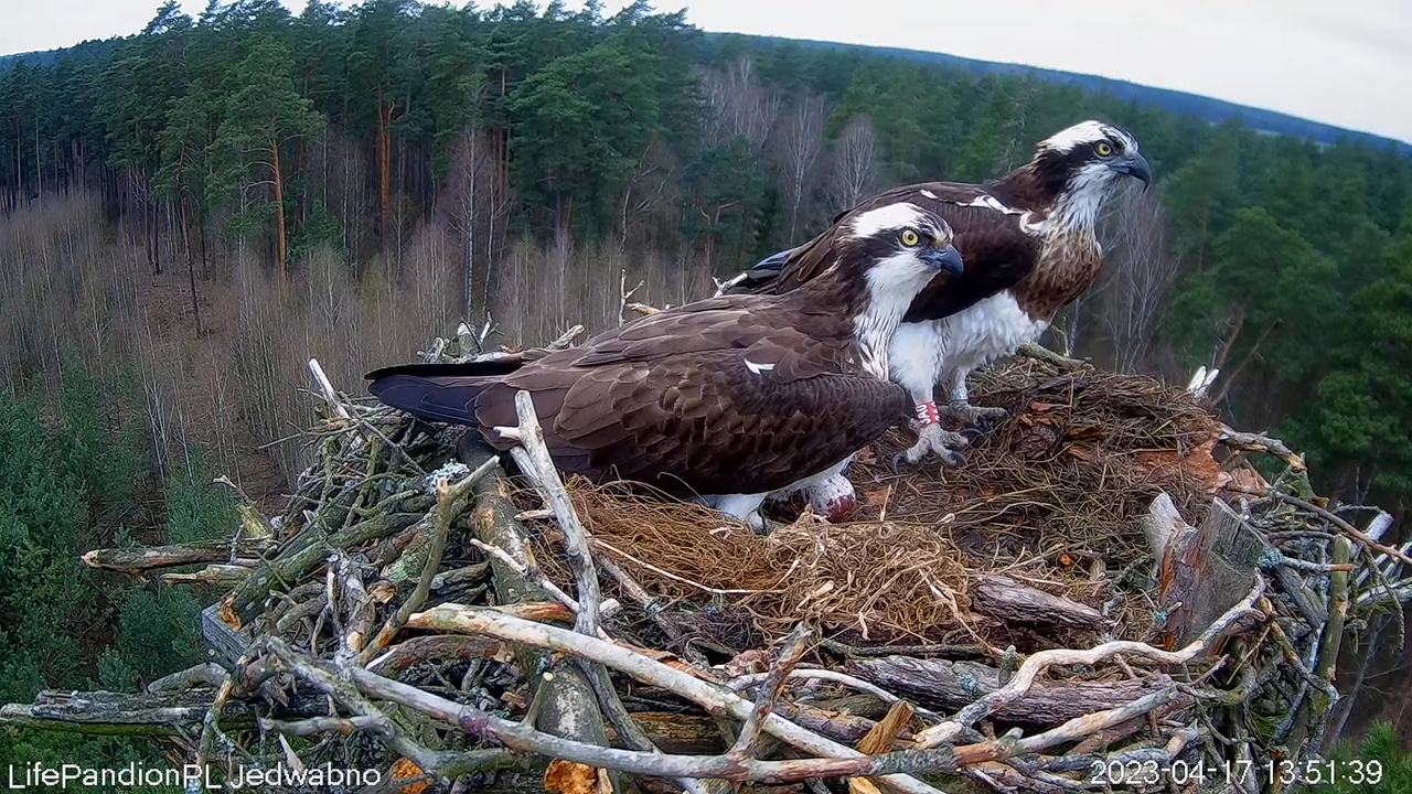 Rybołowy Online Puszcza Napiwodzko-Ramucka _ Ospreys Online in Napiwodzko-Ramucka Forest 12-33-1 scr