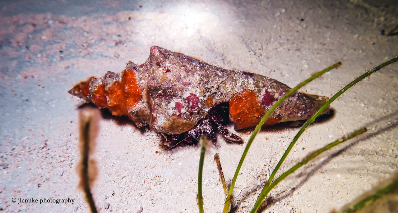 Whitespeckled Hermit Crab Bahamas 11-2020