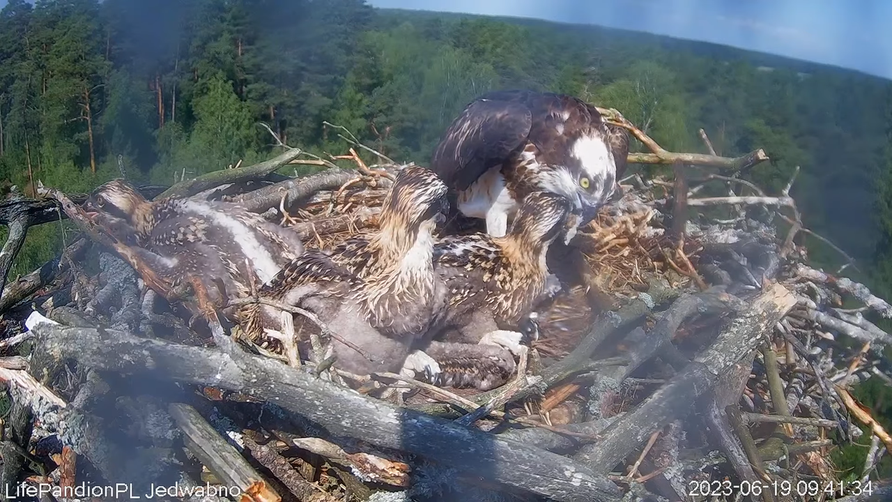Rybołowy Online Puszcza Napiwodzko-Ramucka _ Ospreys Online in Napiwodzko-Ramucka Forest 13-0-6 scre
