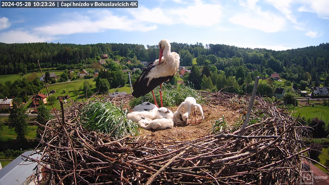 Tiešraidē no uzņēmuma KARA stārķa skursteņa Bohuslavicē pie Trutnovas 11-51-16 screenshot