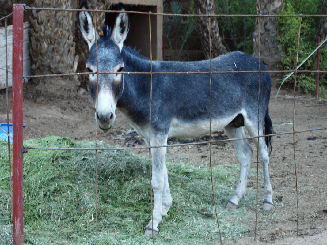Alojamientos con encanto en el valle del Drâa - El Valle del Drâa, la gran arteria del sur de Marruecos (32)