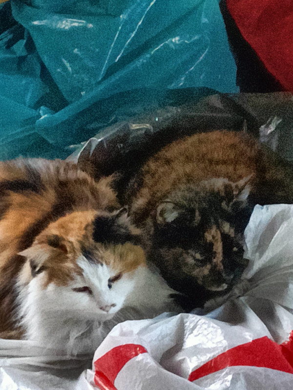 c66154f9-083d-40fd-8af7-7825a44711e3