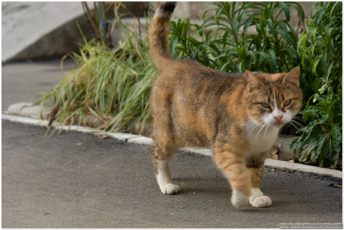 Sev-Cat-5002