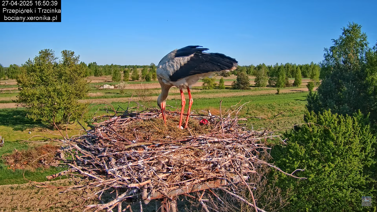 27042025bociany15