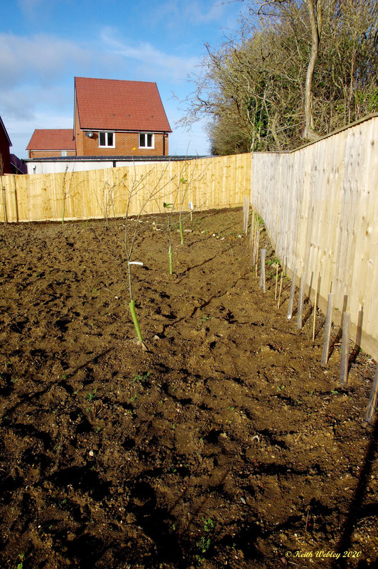 Hedging and trees