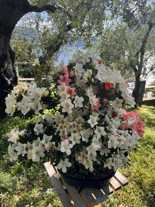 https://i.postimg.cc/xdRTL7dC/IMG-0841-edit-698682495641825.jpg